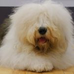 Every Dog Must Have It’s Day (Dulux Dog) 