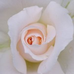 Into The white, Into The White (Rose Macro)