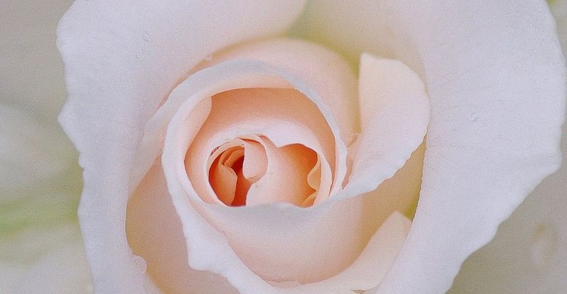 Into The white, Into The White (Rose Macro)