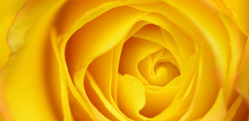 Yellow Rose Petals (Yellow roses,The color of sunshine)