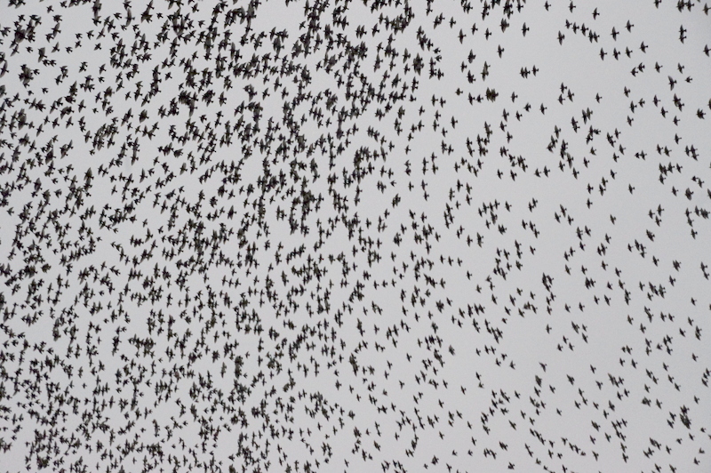starling murmation galway (2)