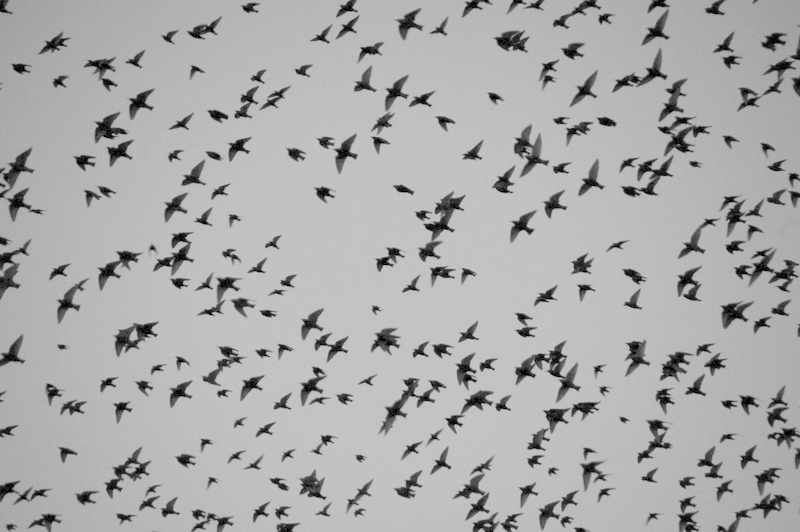 starling murmation galway (3)