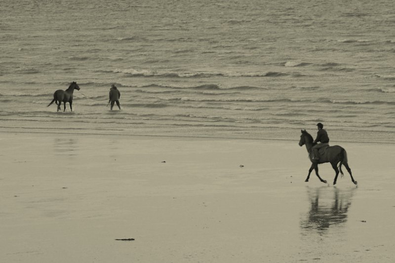Horses on Galway Beach